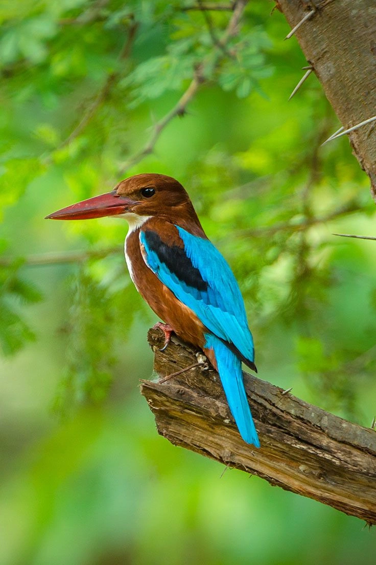 Bird Sanctuary Trail
