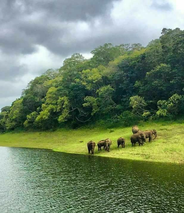 Thekkady Sanctuary